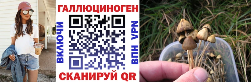магазин продажи наркотиков  Кудрово  OMG рабочий сайт  Псилоцибиновые грибы Cubensis 